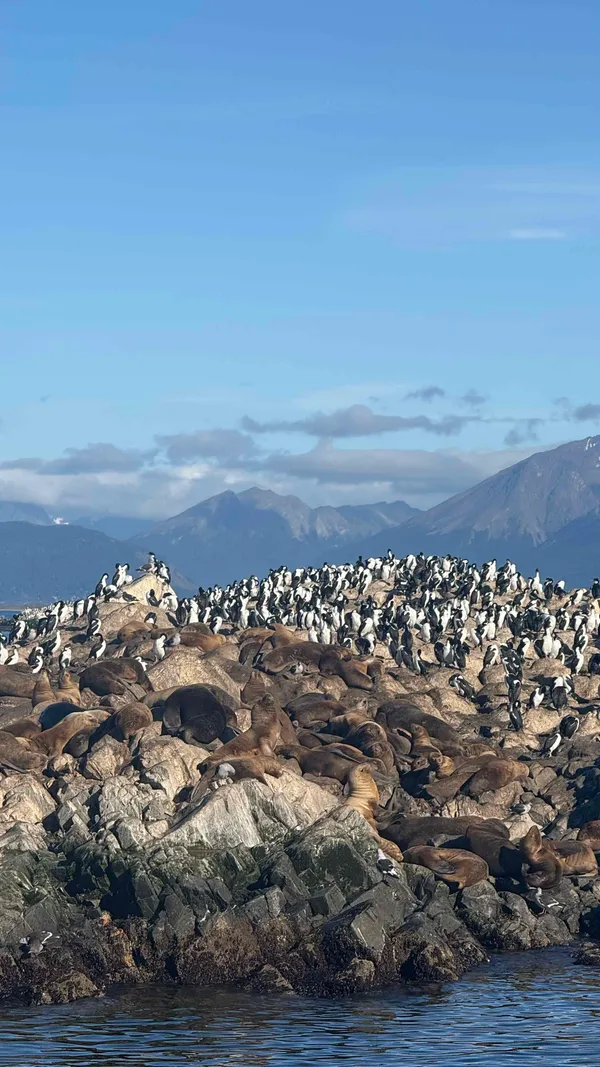 Sea lions and seals colony on rocky island, Beagle Channel