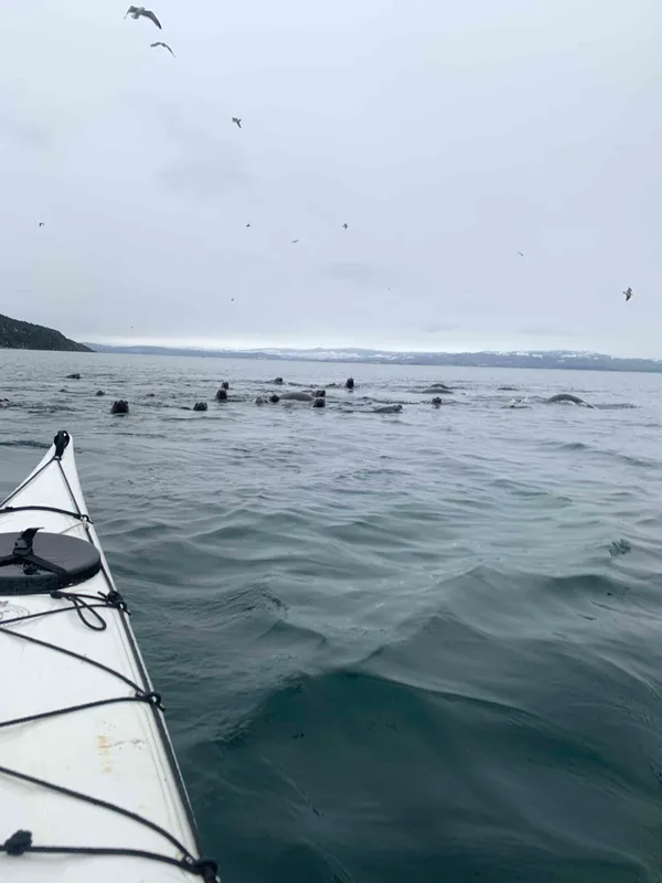 Sea lion and seal encounter while kayaking Beagle Channel