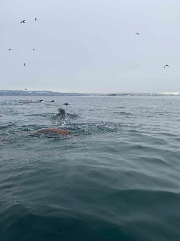 Marine wildlife seals on rocks near kayaking route