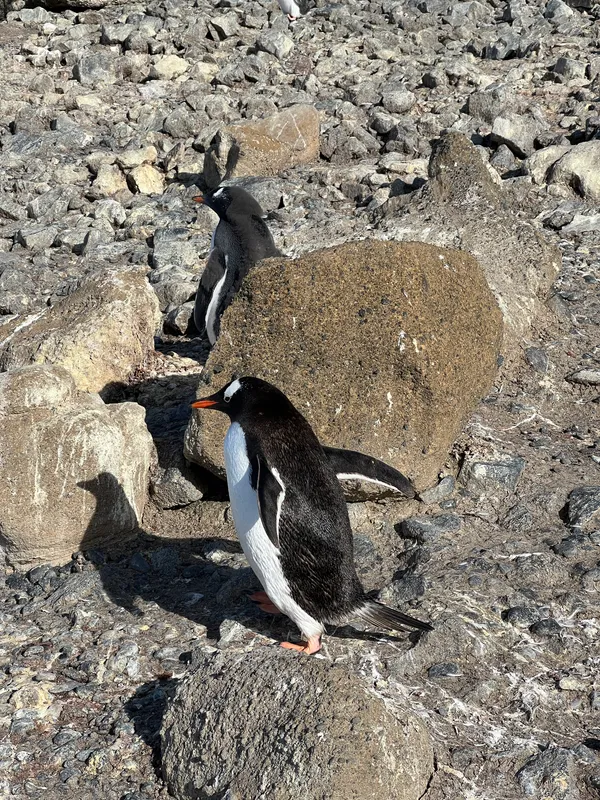 Magellanic penguin colony on Martillo island, Ushuaia