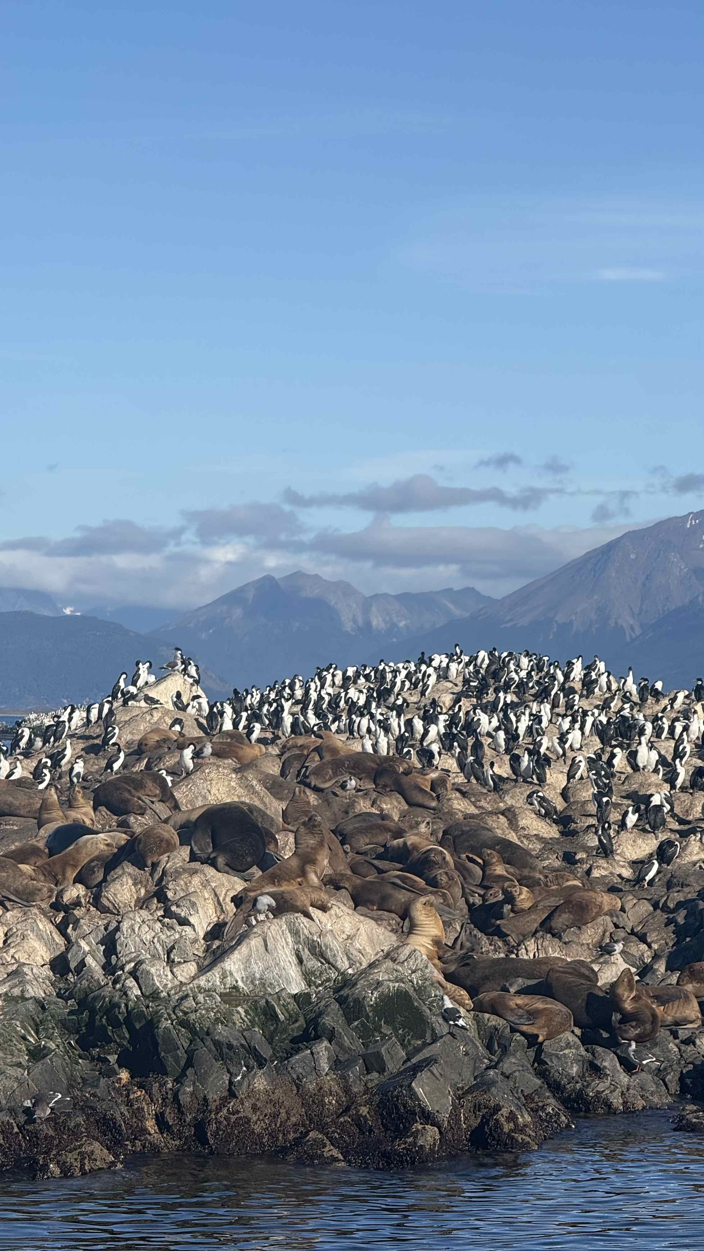 Sea lions and seals colony on rocky island, Beagle Channel