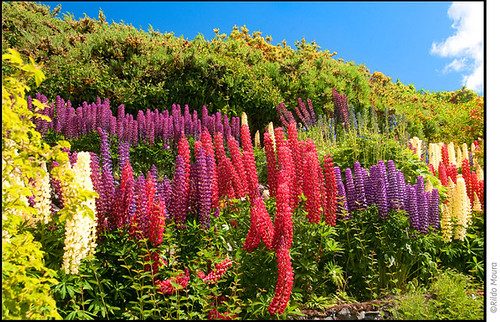 Цветущие летние люпины на Estancia Harberton — старейшей ферме Tierra del Fuego