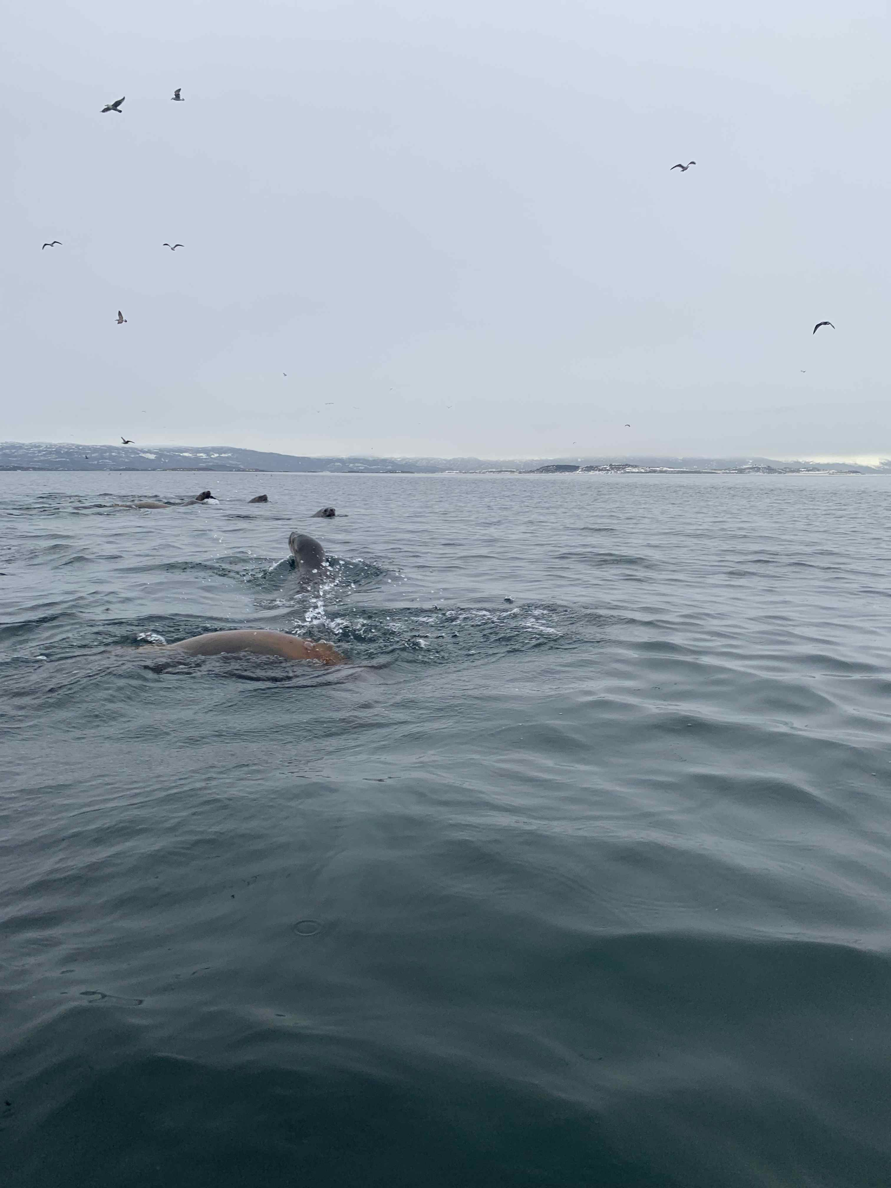 Marine wildlife seals on rocks near kayaking route