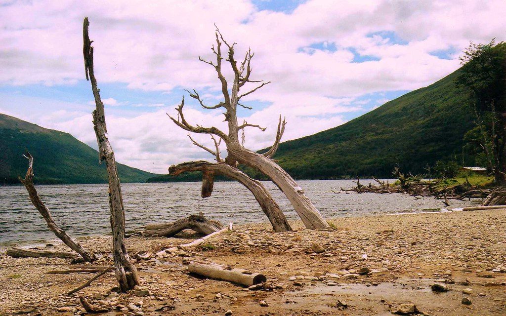 Берег Lago Escondido с корягами и холмами ленга, Огненная Земля