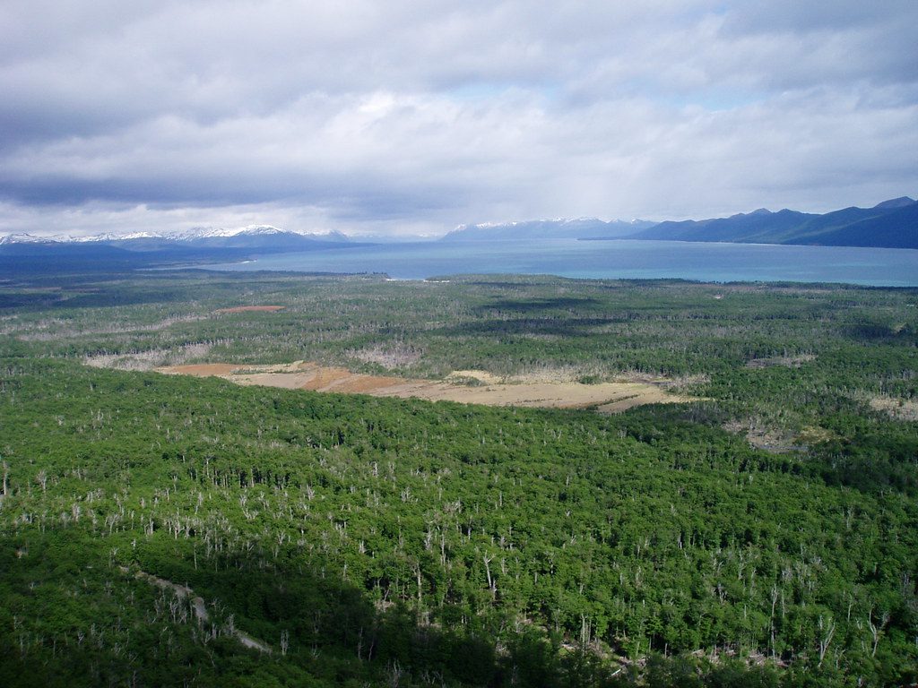 Лес ленга Tierra del Fuego с Lago Fagnano и снежными Андами вдали
