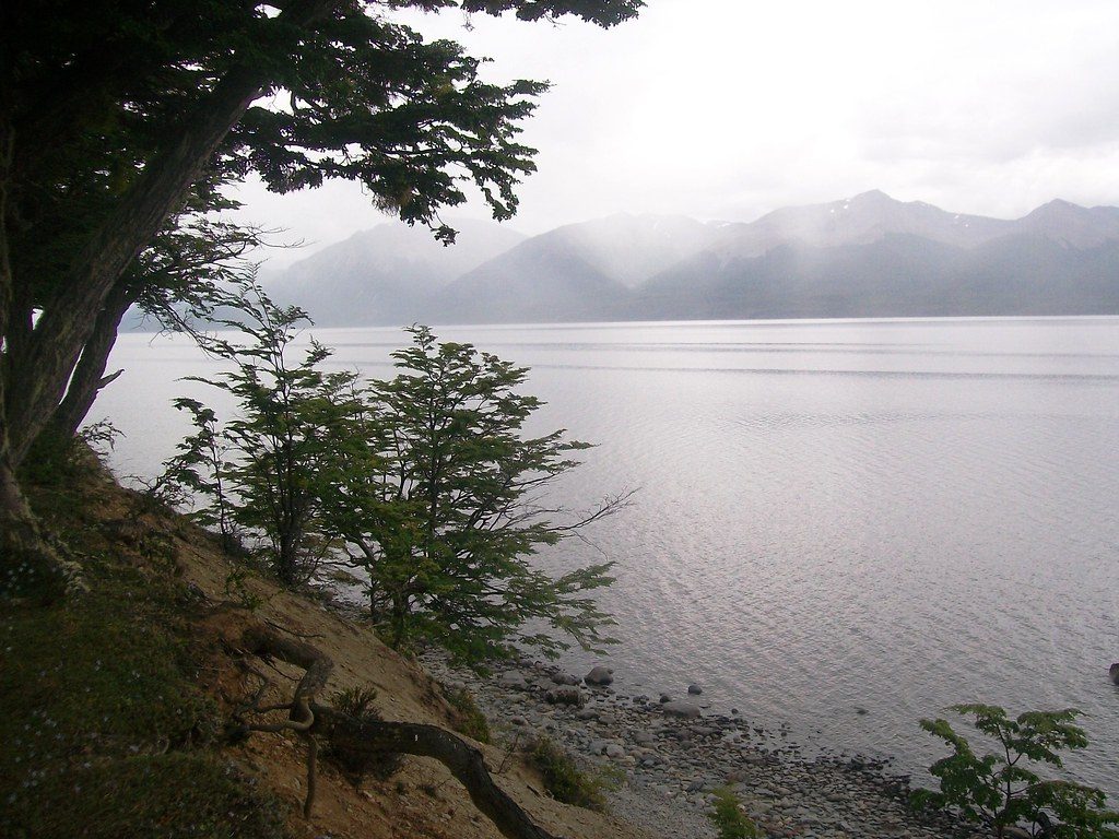 Туманный берег Lago Fagnano с деревьями ленга — крупнейшее озеро Tierra del Fuego