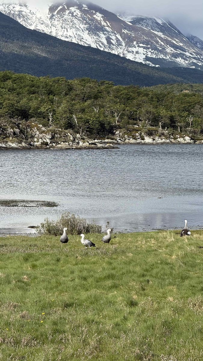 Магеллановы гуси у горного озера в парке Tierra del Fuego, фауна Огненной Земли