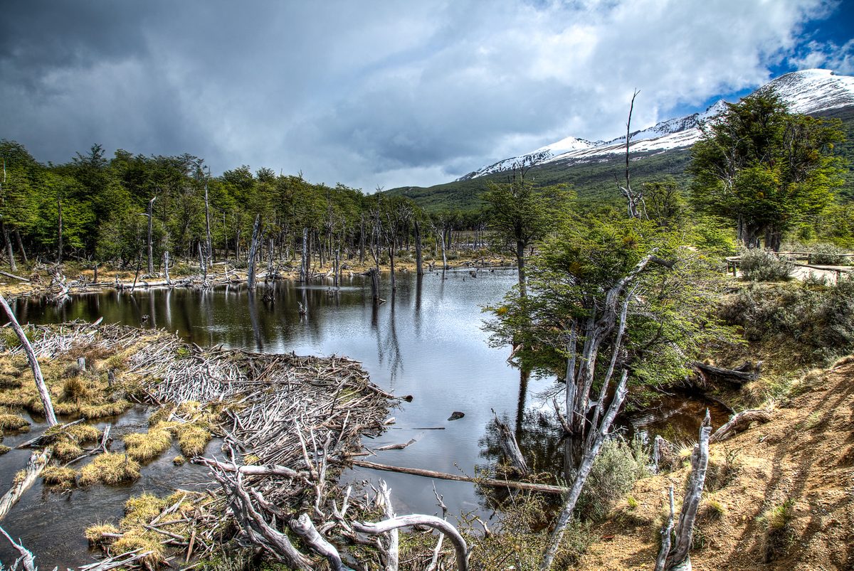 Бобровая запруда с мёртвыми деревьями ленга в нацпарке Tierra del Fuego — инвазивный вид