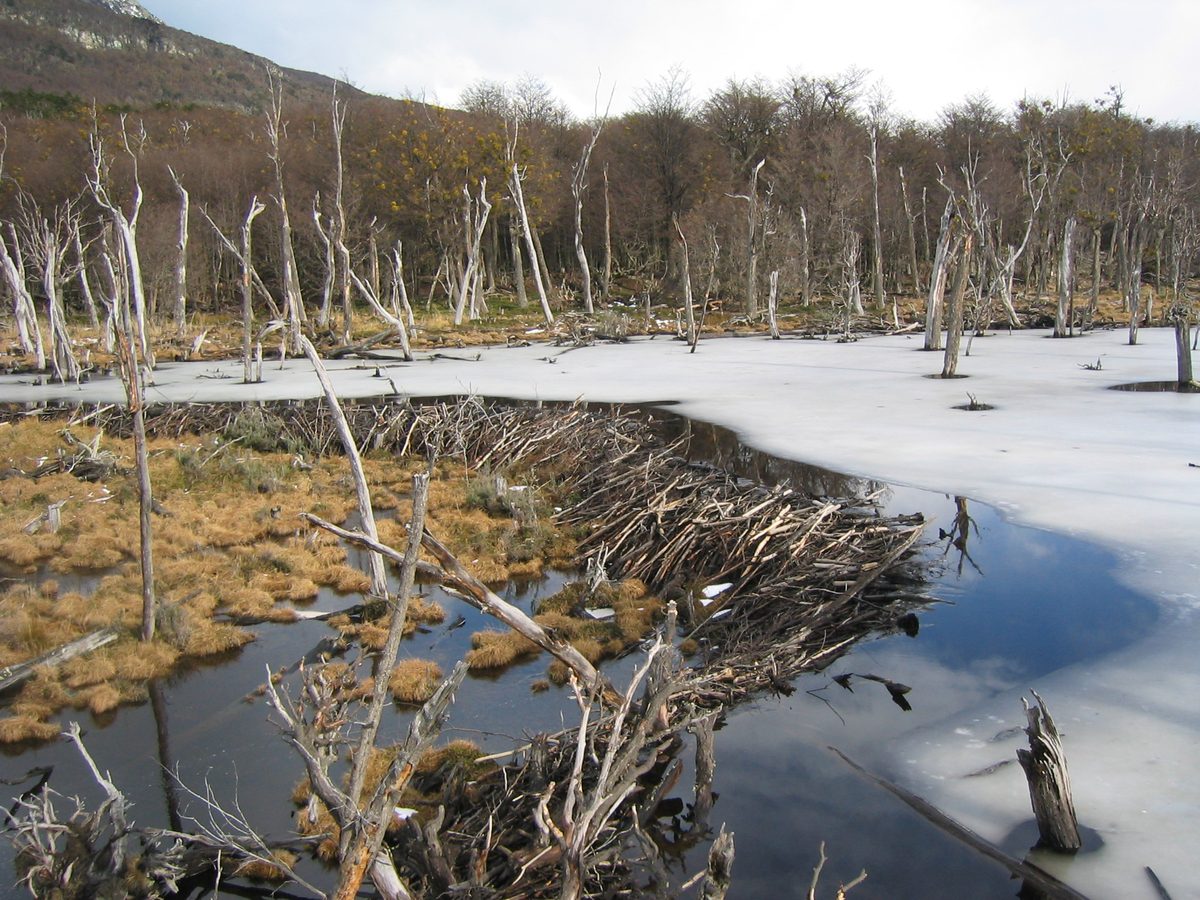 Замёрзшая бобровая запруда зимой в нацпарке Tierra del Fuego со следами строительства