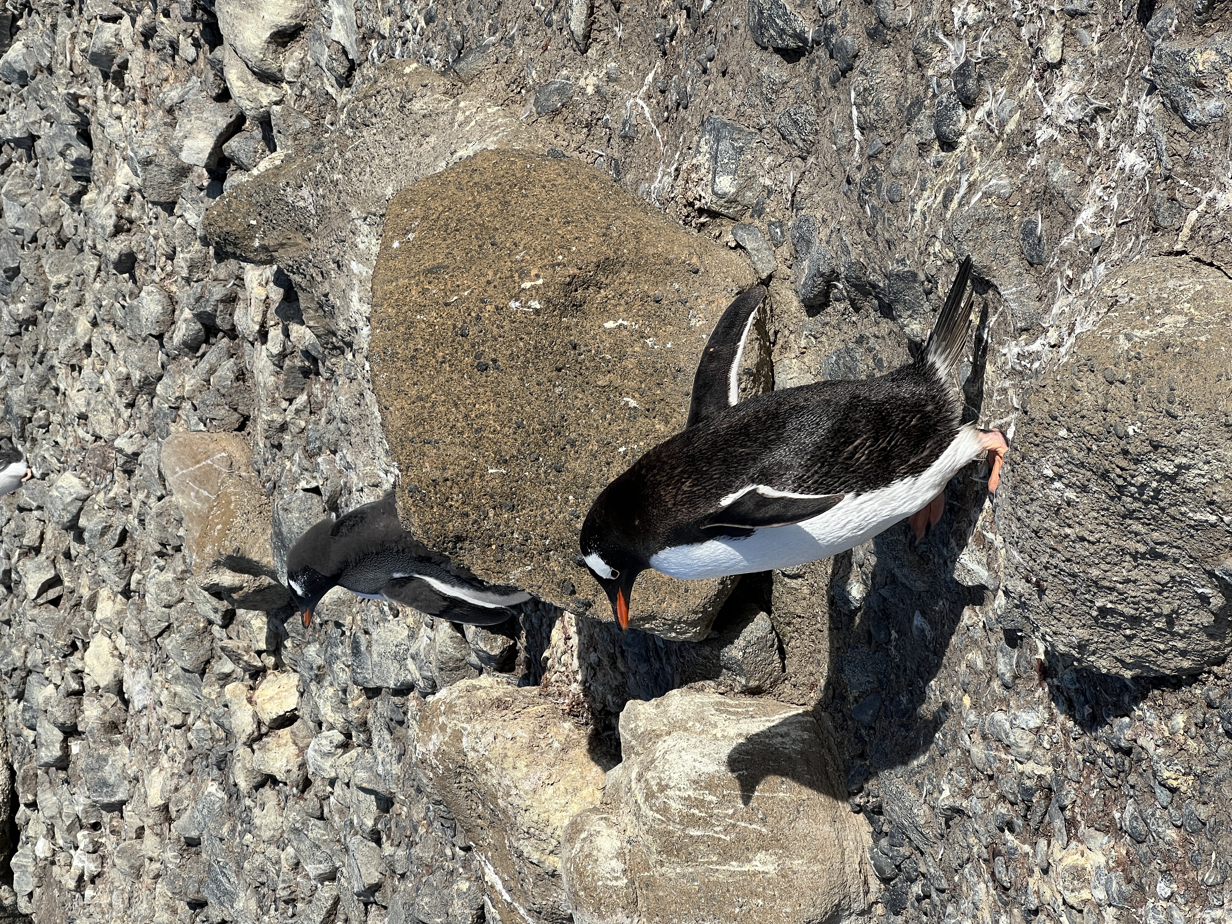Magellanic penguin colony on Martillo island, Ushuaia